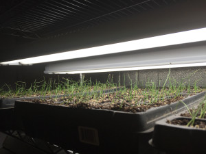 Onion Seedlings